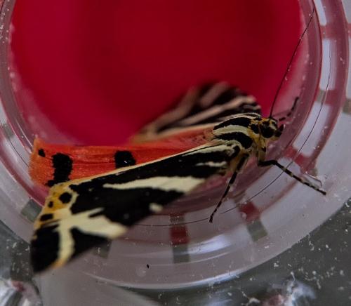 Euplagia quadripunctaria